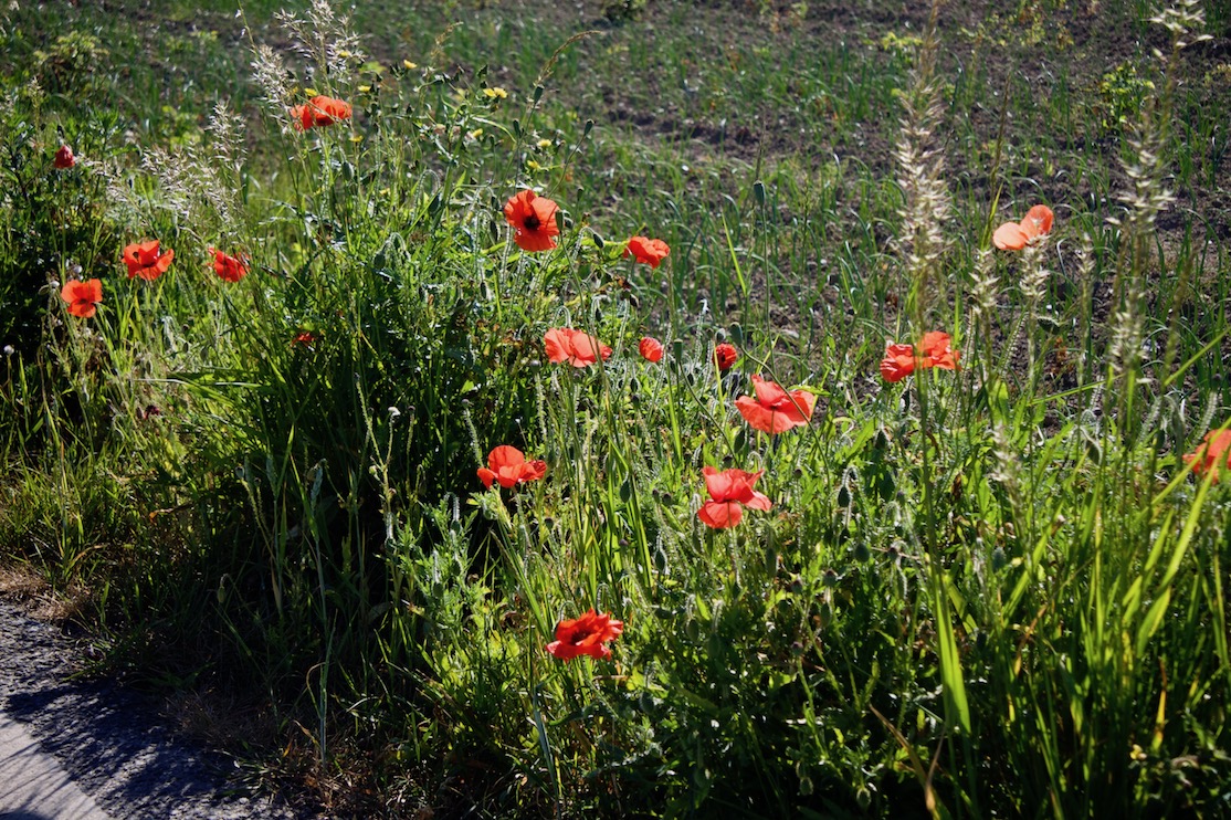 Coquelicots