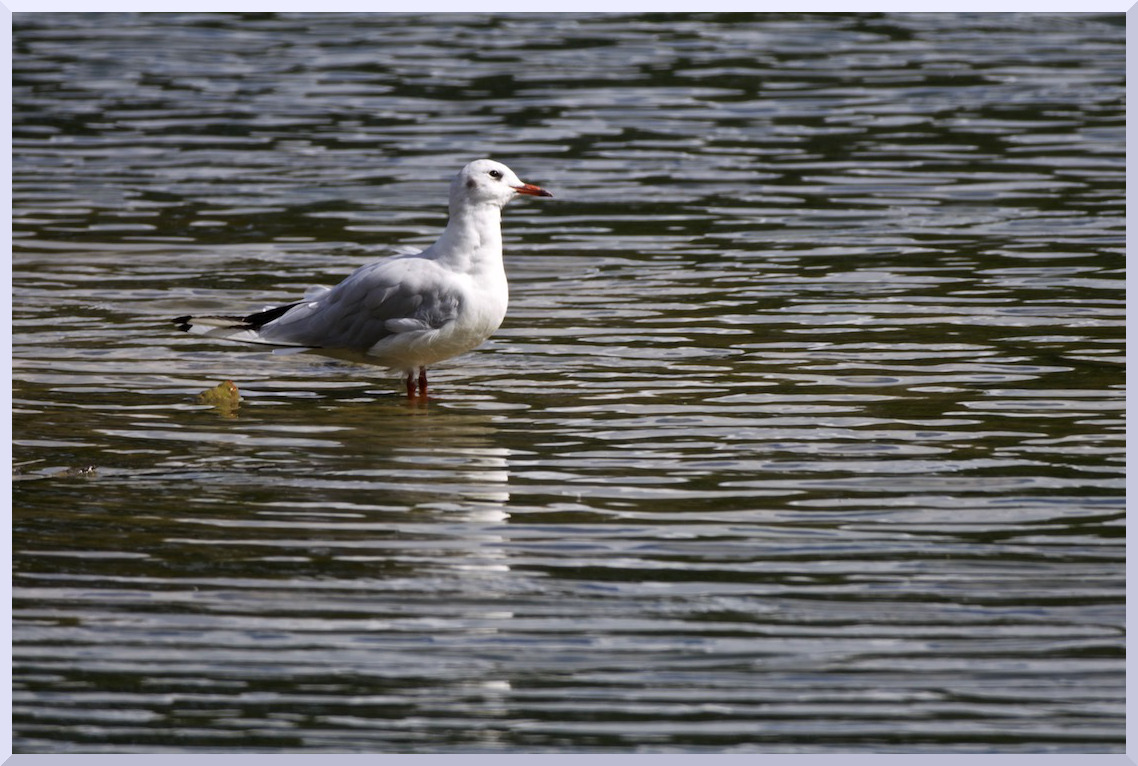 Mouette Bellekindt