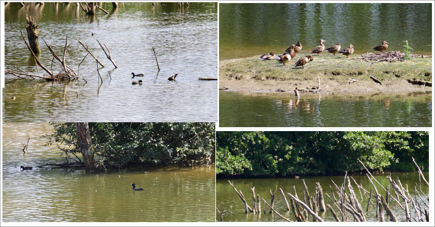 Bellekindt 19 AOU 20