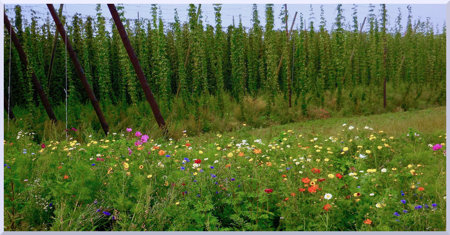 Fleurs et houblons