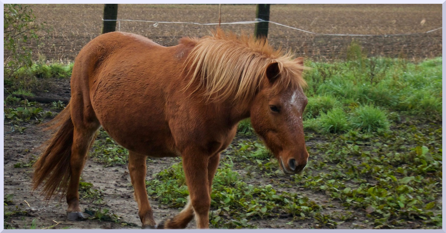 En passant par la campagne