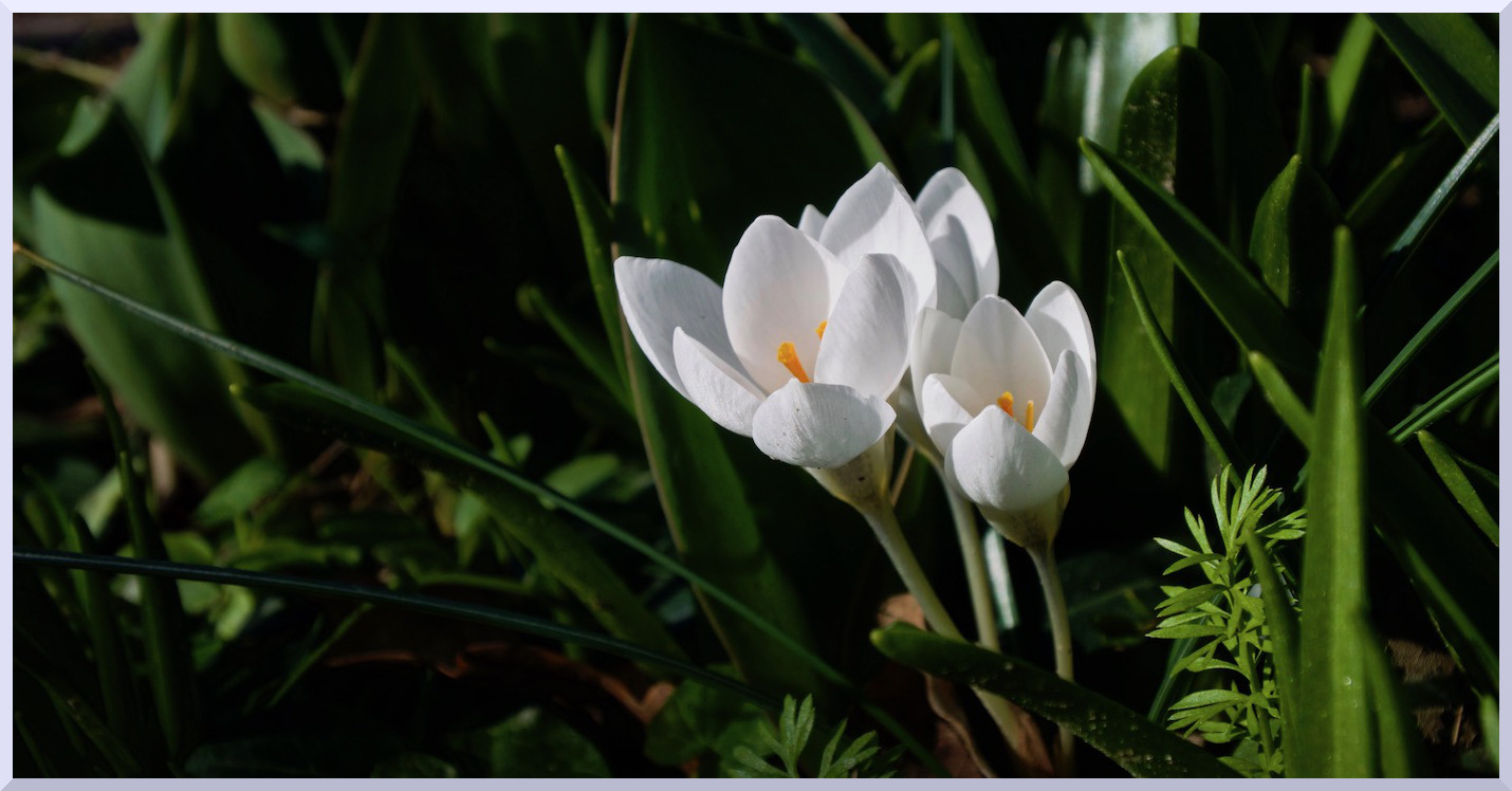Crocus blanc