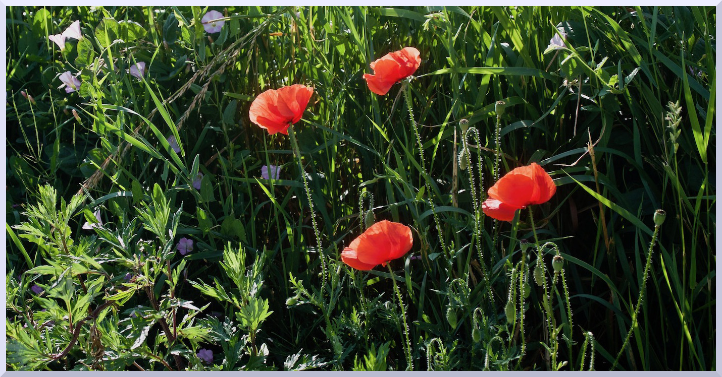 Coquelicots
