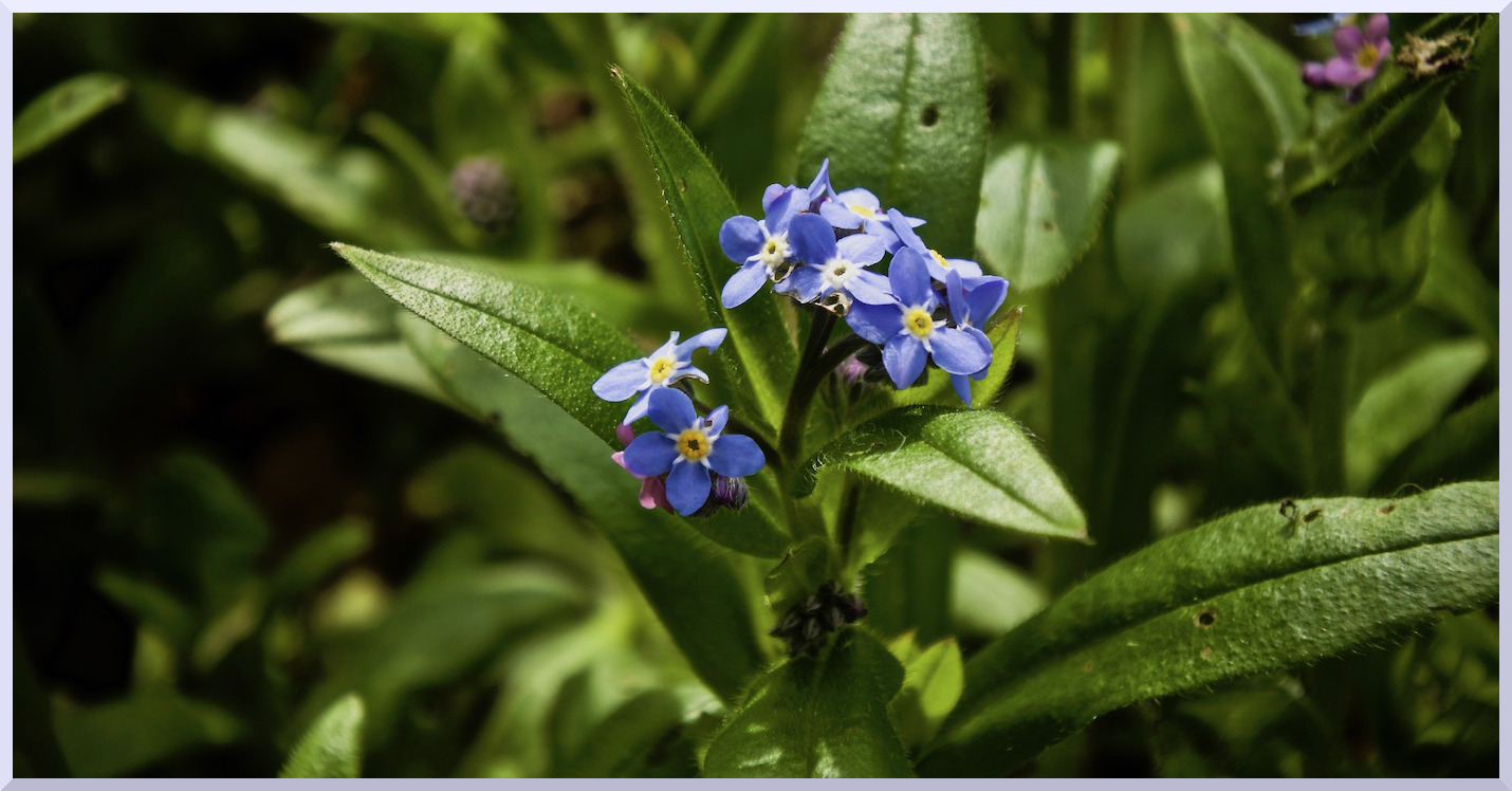 Myosotis