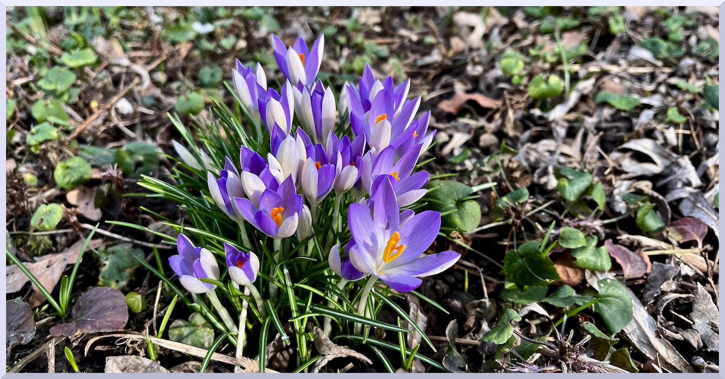 Crocus
