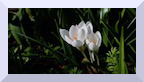 Crocus blanc