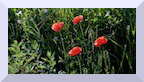 Coquelicots