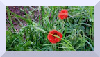 Coquelicots