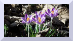 Crocus